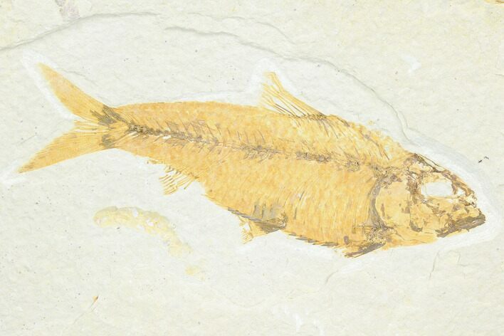 Fossil Fish (Knightia) - Green River Formation #126467